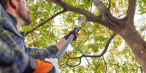Stihl_Pole_Pruners